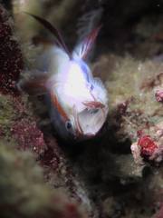 Pseudanthias huchtii