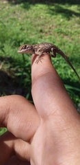 Sceloporus olivaceus