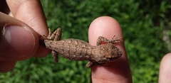 Sceloporus olivaceus