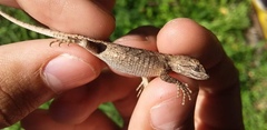 Sceloporus olivaceus