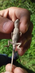 Sceloporus olivaceus