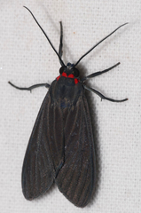 Episcepsis gnoma