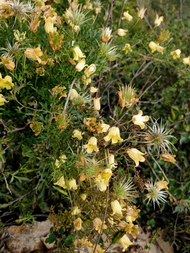 Clematis aethusifolia, photograph 1