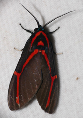 Himerarctia docis
