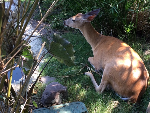 Hilton Head white-tailed deer