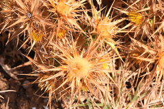 Carlina graeca