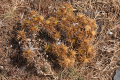 Carlina graeca