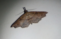 Philogethes metableta