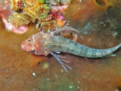 Clarke's Triplefin photo 4