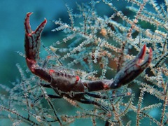 Quadrella maculosa