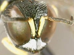 Lestica confluenta