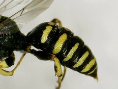 Lestica confluenta