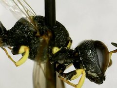 Lestica confluenta