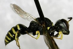 Lestica confluenta
