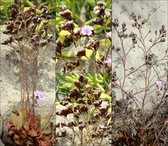 Limonium multiflorum