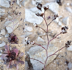 Limonium multiflorum