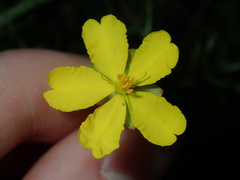Hibbertia pedunculata