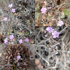 Limonium multiflorum