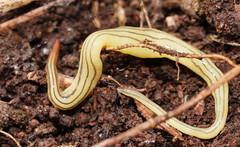 Fletchamia mediolineata