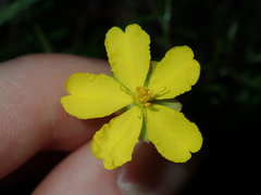 Hibbertia pedunculata