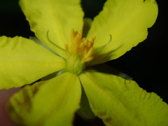 Hibbertia pedunculata