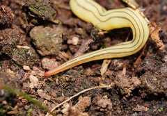 Fletchamia mediolineata