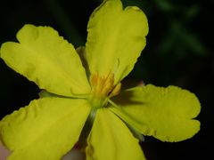 Hibbertia pedunculata