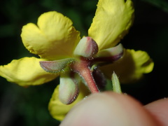 Hibbertia pedunculata