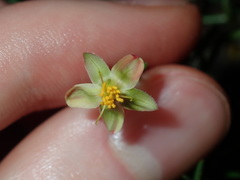 Hibbertia pedunculata
