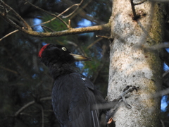 Dryocopus martius martius