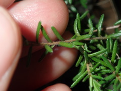 Hibbertia pedunculata
