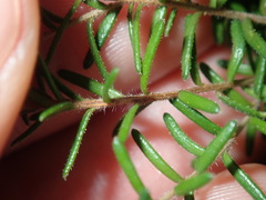 Hibbertia pedunculata