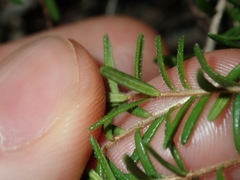 Hibbertia pedunculata