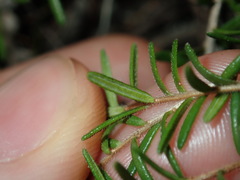 Hibbertia pedunculata