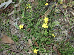Hibbertia pedunculata