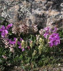 Oxytropis maydelliana