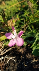 Dianthus caucaseus