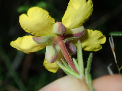 Hibbertia pedunculata