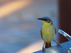 Ptilotula keartlandi