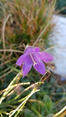 Campanula collina