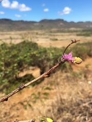 Dichrostachys