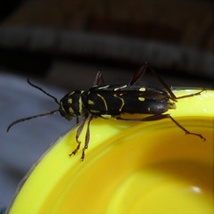 Cotyclytus curvatus