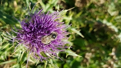 Bombus mesomelas