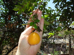 Eugenia pyriformis