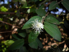 Eugenia pyriformis