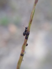 Dolichoderus quadripunctatus