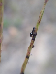 Dolichoderus quadripunctatus