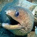 Highfin Moray - Photo (c) Albert Kang, some rights reserved (CC BY-NC), uploaded by Albert Kang