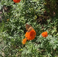 Argynnis pandora
