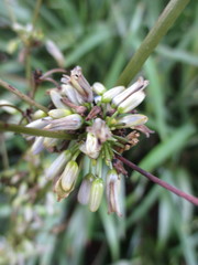 Dianella ensifolia